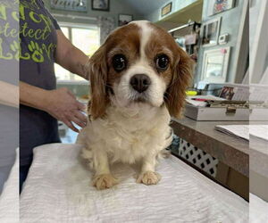 Cavalier King Charles Spaniel Dogs for adoption in Benton, LA, USA