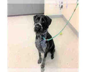 German Wirehaired Pointer Dogs for adoption in Salt Lake City, UT, USA
