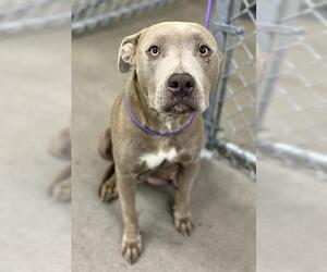 Bull Terrier-Staffordshire Bull Terrier Mix Dogs for adoption in HESPERIA, CA, USA