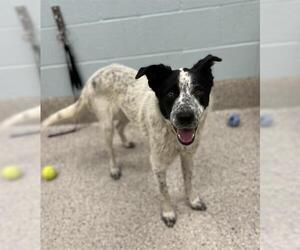 Border Collie-Unknown Mix Dogs for adoption in Brighton, CO, USA