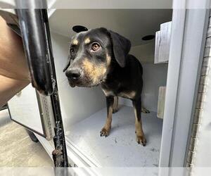Labrador Retriever-Unknown Mix Dogs for adoption in Houston, TX, USA