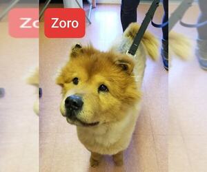 Chow Chow Dogs for adoption in Bridgewater, NJ, USA