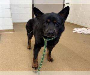 Australian Kelpie Dogs for adoption in Derwood, MD, USA