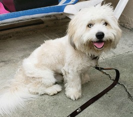 Medium Photo #1 Havanese-Unknown Mix Puppy For Sale in Redondo Beach, CA, USA