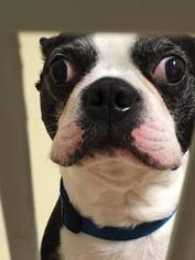 Boston Terrier Dogs for adoption in Newport, KY, USA