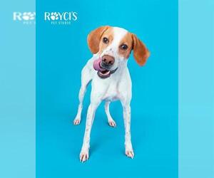 Pointer Dogs for adoption in West Valley, UT, USA