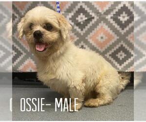 ShihPoo Dogs for adoption in Sterling, MA, USA