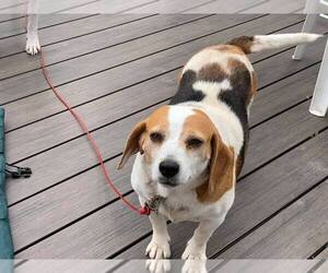 Beagle Dogs for adoption in Tonawanda, NY, USA