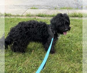 Mutt Dogs for adoption in Portland, IN, USA