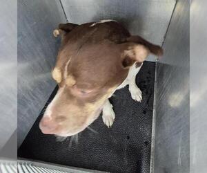 American Staffordshire Terrier-Unknown Mix Dogs for adoption in San Antonio, TX, USA