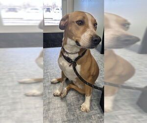 Siberian Husky-Unknown Mix Dogs for adoption in Fort Collins, CO, USA