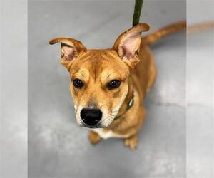 Chinese Shar-Pei-Unknown Mix Dogs for adoption in Peoria, IL, USA