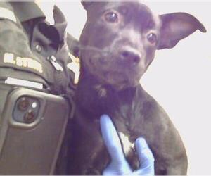 American Pit Bull Terrier-Unknown Mix Dogs for adoption in Sacramento, CA, USA