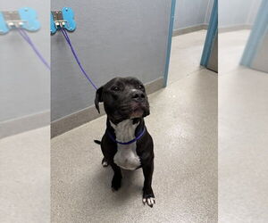 American Pit Bull Terrier-Unknown Mix Dogs for adoption in Las Vegas, NV, USA