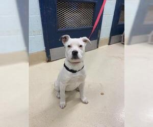 American Staffordshire Terrier Dogs for adoption in San Angelo, TX, USA