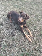 Doberman Pinscher Dogs for adoption in New Orleans, LA, USA
