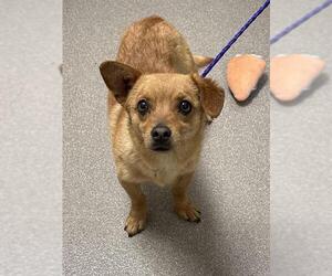 Chihuahua-Unknown Mix Dogs for adoption in Las Vegas, NV, USA