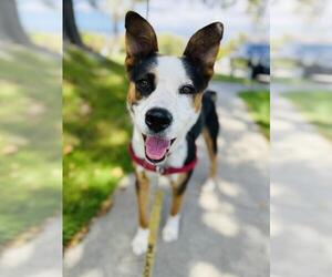 Mutt Dogs for adoption in Santa Barbara, CA, USA