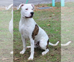 American Bulldog-Unknown Mix Dogs for adoption in Prattville, AL, USA