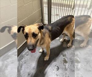 German Shepherd Dog Dogs for adoption in Upland, CA, USA