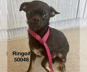 Chihuahua Dogs for adoption in Spring Lake, NC, USA