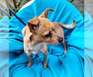 Chihuahua-Unknown Mix Dogs for adoption in Missouri City, TX, USA