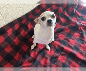 Chihuahua Dogs for adoption in Raleigh, NC, USA