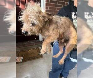 Mutt Dogs for adoption in Houston, TX, USA