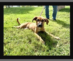Mutt Dogs for adoption in Glen Allen, VA, USA