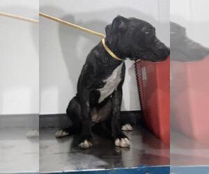 American Pit Bull Terrier Dogs for adoption in Bakersfield, CA, USA