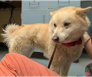 Alaskan Klee Kai-Shiba Inu Mix Dogs for adoption in Denver, CO, USA