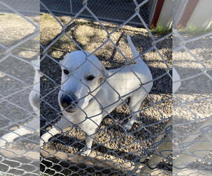 Great Pyrenees Dogs for adoption in Devine, TX, USA