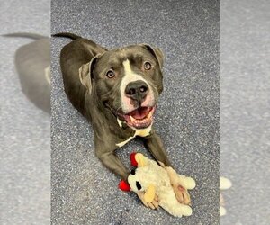 American Pit Bull Terrier-Unknown Mix Dogs for adoption in Anchorage, AK, USA
