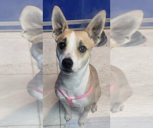 Basenji Dogs for adoption in Walnutport, PA, USA