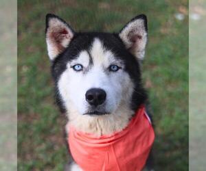 Siberian Husky-Unknown Mix Dogs for adoption in San Antonio, TX, USA
