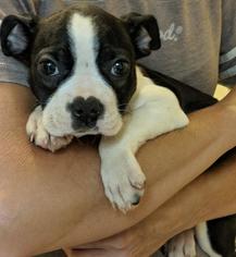 Boston Terrier Dogs for adoption in Commerce, GA, USA