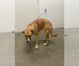 Labrador Retriever Dogs for adoption in Rosenberg, TX, USA