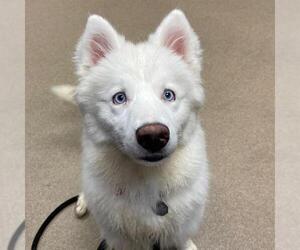 American Eskimo Dog-Unknown Mix Dogs for adoption in Aurora, CO, USA