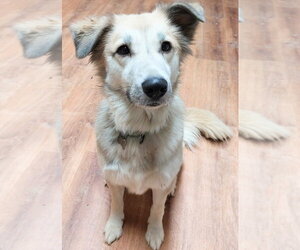 Collie-Labrador Retriever Mix Dogs for adoption in Boston, MA, USA