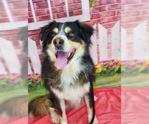 Border Collie Dogs for adoption in Henderson, NV, USA