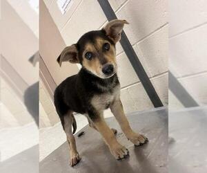 Labrador Retriever-Unknown Mix Dogs for adoption in Conroe, TX, USA