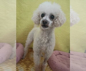 Poodle (Miniature) Dogs for adoption in Pacolet, SC, USA