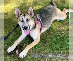 Gerberian Shepsky Dogs for adoption in Santa Barbara, CA, USA