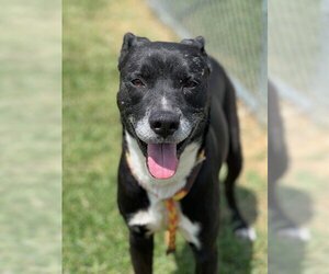 Labrador Retriever Dogs for adoption in Louisville, KY, USA