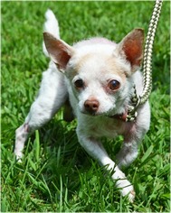 Chihuahua Dogs for adoption in Huntington, NY, USA