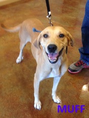 Black Mouth Cur Dogs for adoption in Mountain View, AR, USA