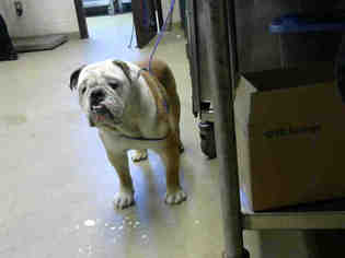 Bulldog Dogs for adoption in Fayetteville, NC, USA