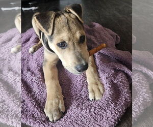 Shepradors Dogs for adoption in Princeton, MN, USA