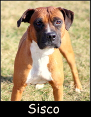 Boxer Dogs for adoption in Sullivan, IN, USA
