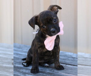 Chihuahua-Unknown Mix Dogs for adoption in Bandera, TX, USA
